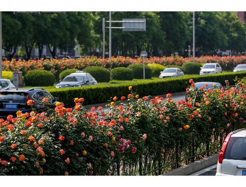 应城城市道路绿化树种